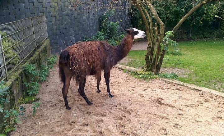 Tierpark Fauna